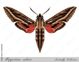 Image result for Hippotion celerio