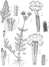 Image result for Buchnera subglabra