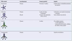 Le lectine sono una famiglia di proteine che sono altamente specifiche per determinati zuccheri. Molecole Solubili Dell Immunita Innata Dal Sistema Del Complemento Alle Defensine Biopills