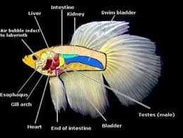 Betta Fish Anatomy Bettabreeders Betta Fish Care Betta Fish Fish Anatomy