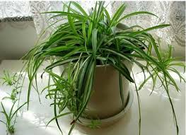 Kết quả hình ảnh cho hình ảnh nhện