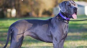 The great golden dane is a cross between a golden retriever and a great dane. Blue Great Dane Blue Gentle Giant Facts Care Guide My Dogs Info