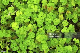 Image result for Marsileaceae