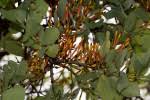 Image result for Agelanthus krausei