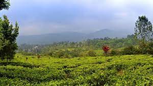 Anda juga bisa menemukan area perkemahan, gantole, dan berkuda di dalam kawasan agrowisata ini. Hotel Dan Wisata Kebun Teh Agrowisata Gunung Mas Dibuka Lagi