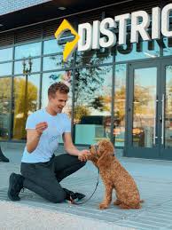 There are too many negatives as well as issues that can arise by using a harness opposed to collars and leashes, slip leads… one of my current. More Leash Training Basics Choosing The Right Harness For Your Dog District Dogs