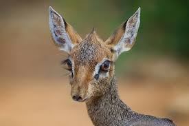 Dik Dik A Female Dik Dik The Tiny Antelope Of The African Savanna Samburu Kenya Dik Dik Animals Animal Photography