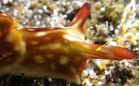 Image result for Landolphia rufescens