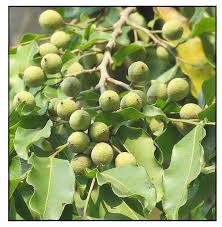 Image result for Putranjivaceae