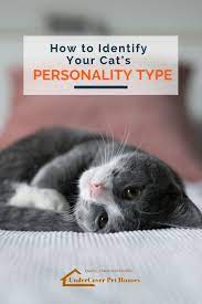 How To Identify Your Cat S Personality Type Cat Personalities Cats Cat Parenting