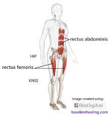 Be sure not to bend your neck while you're at it, so it doesn't get sore. Legs To Base Line Connection Rectus Femoris Gluteus Maximus