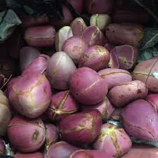 Obi Abata Kola Nuts Chief Yagbe Awolowo Onilu Obi Tropical Rainforest Sacred