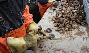 Image result for Amnesic Shellfish Poisoning