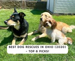Learn more about northeast ohio lab rescue in north jackson, oh, and search the available pets they have up for adoption on petfinder. Best Dog Rescues In Ohio 2021 Top 6 Picks We Love Doodles