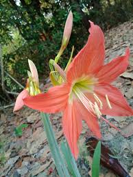 Image result for Hippeastrum puniceum