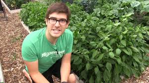 We did not find results for: Stop Worrying About Tiny Holes Curling Leaves And A Few Pests Youtube