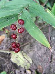 Image result for Phyllanthus taylorianus