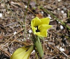 Image result for Gladiolus trichonemifolius