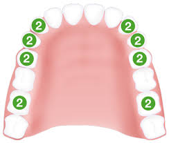 Wann kommen die ersten zähne? Den Zahnwechsel Beim Kind Begleiten Zahn De