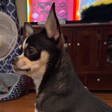 Windham county, plainfield, ct id: Chihuahua Puppies For Adoption Home Facebook
