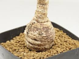 Image result for Euphorbia platycephala