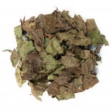 Image result for Alchornea hirtella