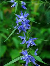 American Bell Flower Campanula Americana Care And Propagation Information Trees To Plant Native Garden Plants