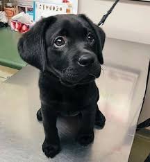 Black Labrador Dog Puppy In 2020 Black Labrador Dog Black Labrador Puppy Lab Puppy