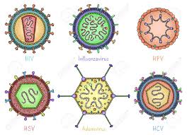 Set Of Different Viruses In Hand Drawn Style Human Immunodeficiency Royalty Free Cliparts Vectors And Stock Illustration Image 137699164 Describe all the ways that viral nucleic acids may differ. set of different viruses in hand drawn style human immunodeficiency