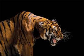 Nevertheless, every animal on this list will be the asiatic cheetah soon went extinct everywhere except iran. What We Lose When Animals Go Extinct