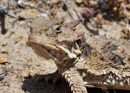 Image result for Blepharis dunensis