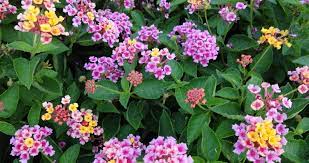 Bandana Lantana Warm Season Bedding Plant