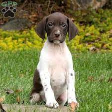The german shorthaired pointer mix is not a purebred dog. German Shorthaired Pointer Puppies For Sale Greenfield Puppies