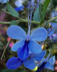 Image result for Rotheca myricoides