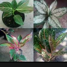 Peace lily tetap dapat berbunga meskipun di dalam ruangan. Tanaman Hias Aglonema Paket 4 Jenis Tanaman Hias Hidup Shopee Indonesia