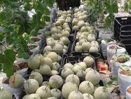 Musim tanam yang dianjurkan untuk penanaman melon adalah saat awal bulan musim kemarau. Anim Agro Technology Rock Melon Tanam Fertigasi Terbuka