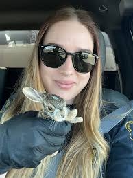 These 4 little Black-tailed Jackrabbit babies were brought to us after  being found at a construction site. We appreciate Placer County Animal  Services for helping