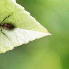 Bug depot | do your own pest control and lawn care with the same products that exterminators use. Do It Yourself Pest Control Pest Control 5822 Moon Rd Columbus Ga Phone Number