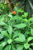 Image result for Kleinia abyssinica