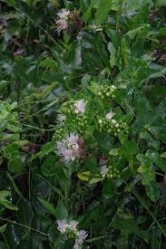 Image result for Capparis citrifolia
