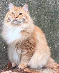 Regal Siberian Cattery Siberian Cat Kitten Breeds Siberian Kittens