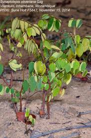 Image result for Synaptolepis