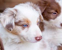 Sometimes we can steal the cool and unique puppy names from popular personalities like actors and singers. Female Dog Names That Start With The Letter M Cute Animal Names