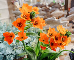 Image result for Ornithogalum seineri