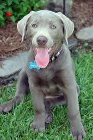 Silver Lab Puppy Louisiana Silver Labradors Check Us Out On Facebook Lab Puppies Puppies Silver Labrador Puppies