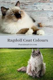 Pin On Rag Doll Kittens Cats
