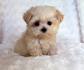 All Small Dog Breed List: A -Z: 90 Tiny Dogs, Pictures ...