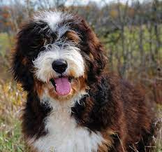 Swissridge Golden Mountain Doodle Google Search Poodle Mix Cute Dogs Bernedoodle