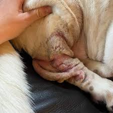 Image result for scrotum dog skin peeling