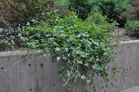 Maybe you would like to learn more about one of these? Sweet Autumn Clematis